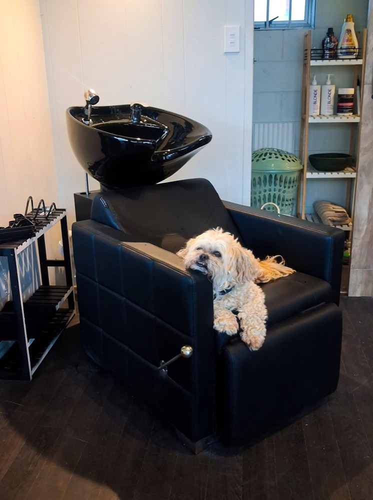 A small white dog resting on the arm of a black basin chair in the salon